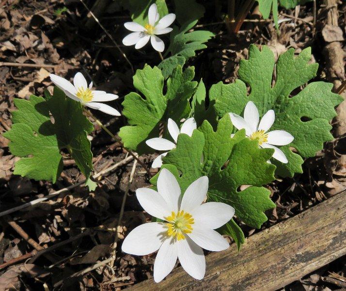 Сангвинария (Bloodroot)
