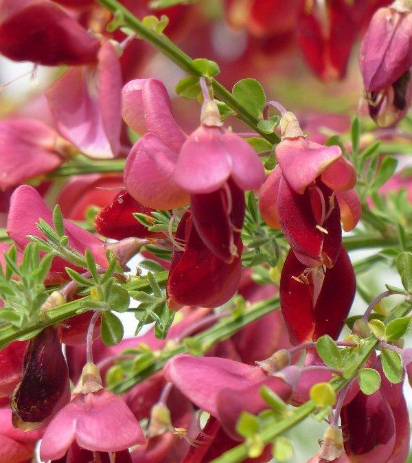 Саротамнус (Broom)