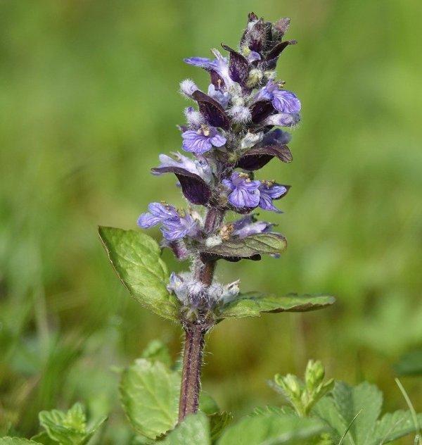 Срещниче (Bugle)