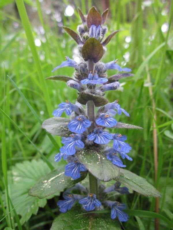 Катушка (Bugleweed)