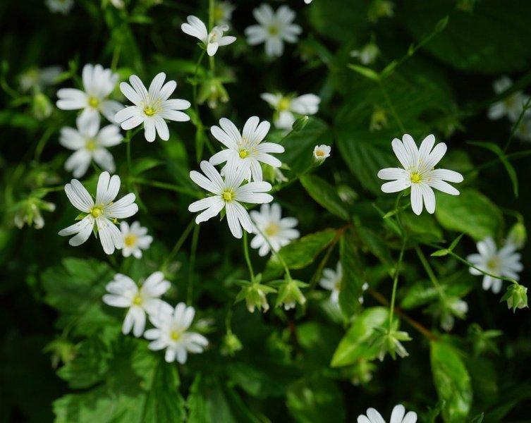 Звездица (Chickweed)