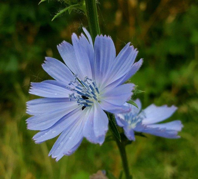 Цикория, Синя жлъчка (Chicory)