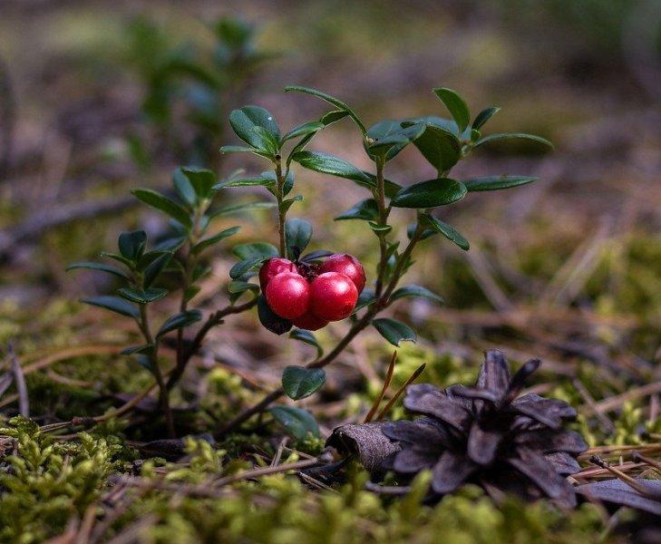Боровинка (Bilberry)