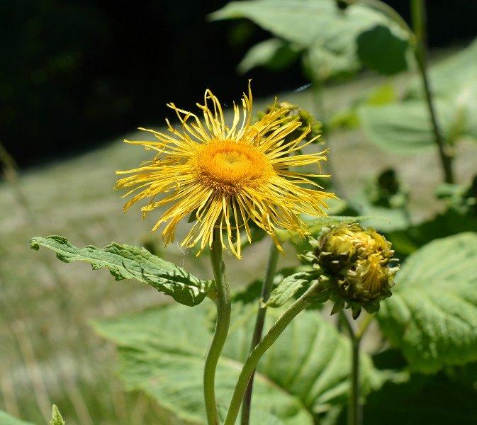 Бял Оман (Elecampane)