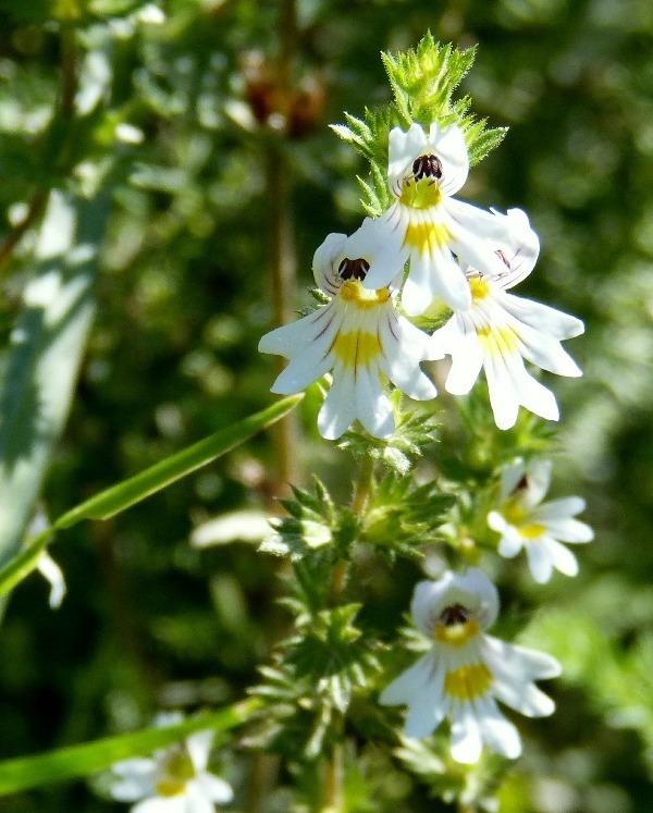 Очанка (Eyebright)