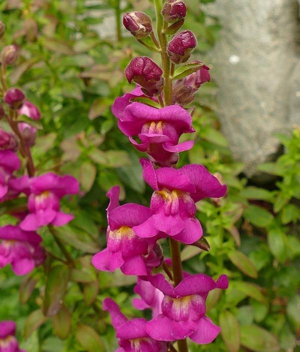 Живениче (Figwort)