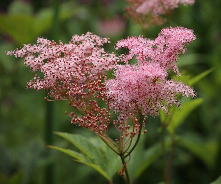 Брястнолистно орехче (Meadowsweet)