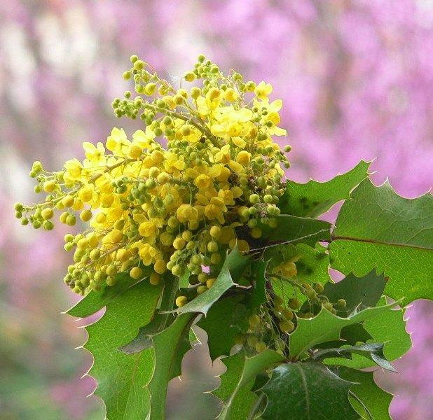 Кисел трън, грозде Орегон (Oregon Grape)