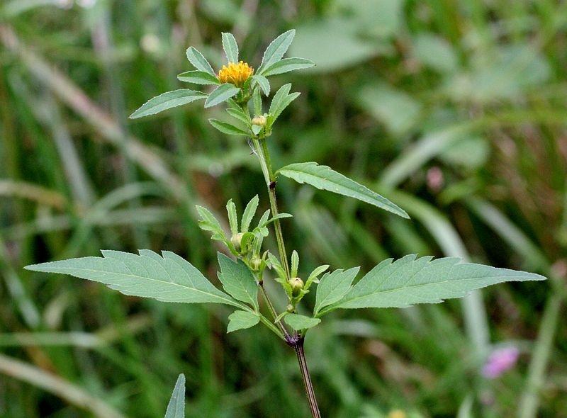 Триделен бутрак (Burr Marigold)