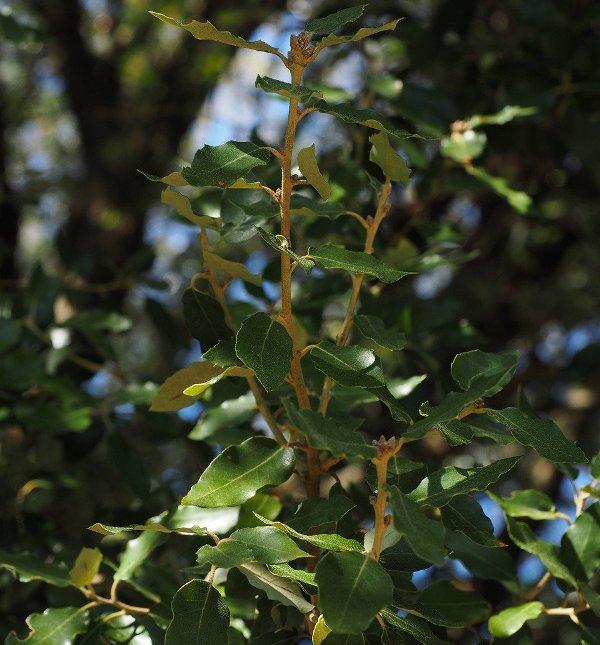 Камфорово дърво (Camphor)