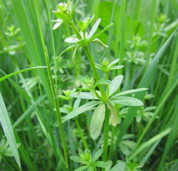 Еньовче, лепка (Cleavers)