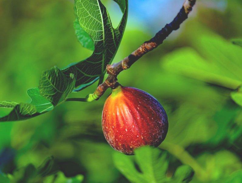 Смокиня (Fig)