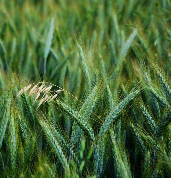 Овес (Oats)