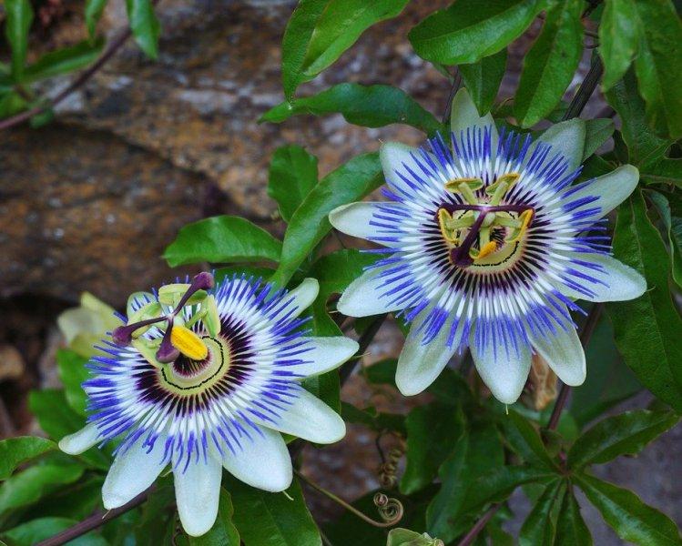 Пасифлора, часовниче (Passionflower)