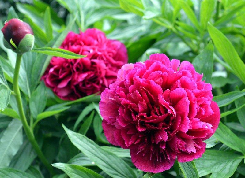 Божур (Peony)