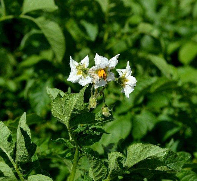Картоф (Potato)