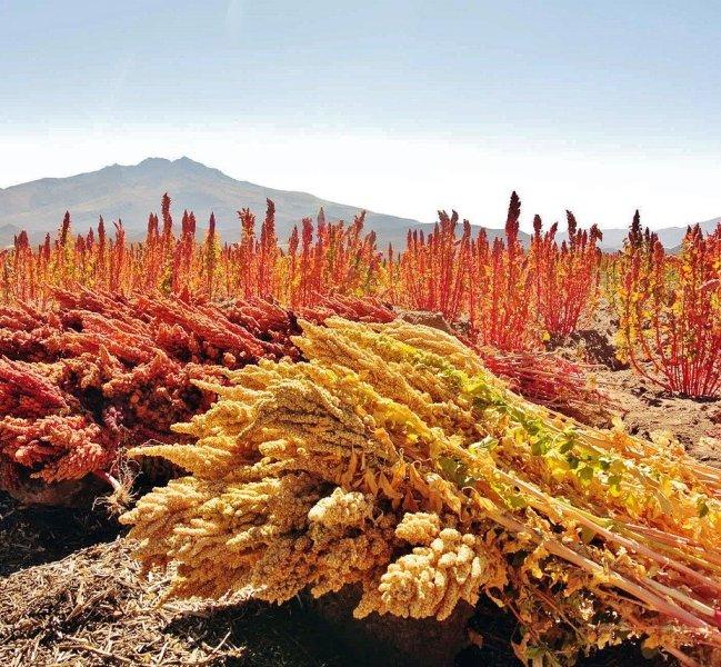 Киноа (Quinoa)