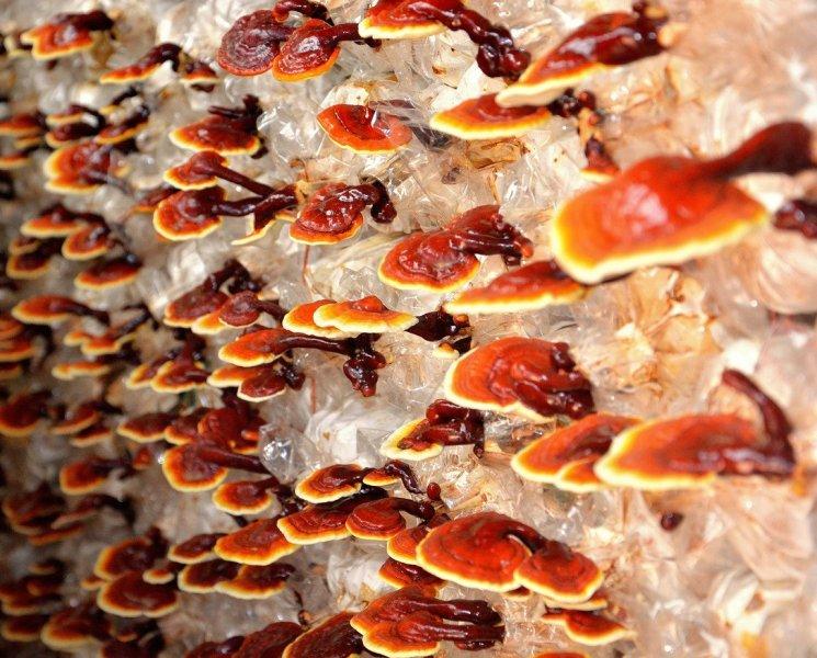 Рейши (Reishi)