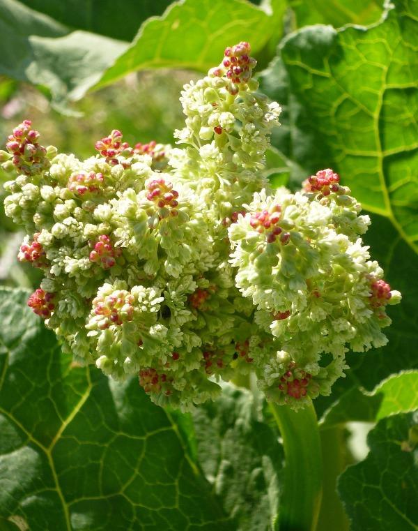 Ревен (Rhubarb)