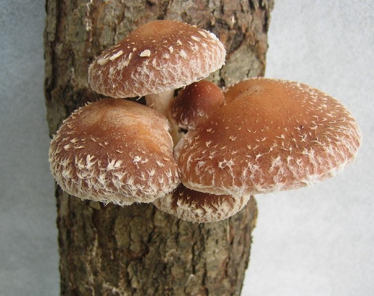 Шийтаке (Shiitake)