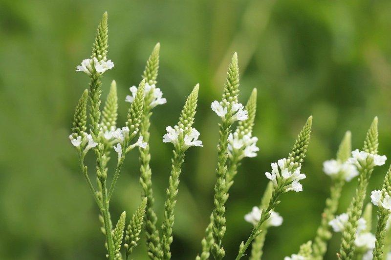 Върбинка (Vervain)