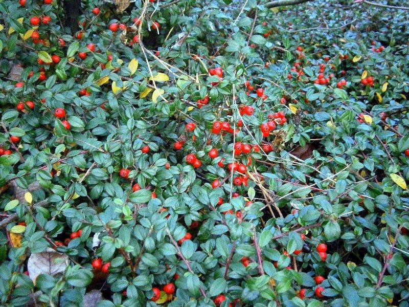 Гаултерия (Wintergreen)