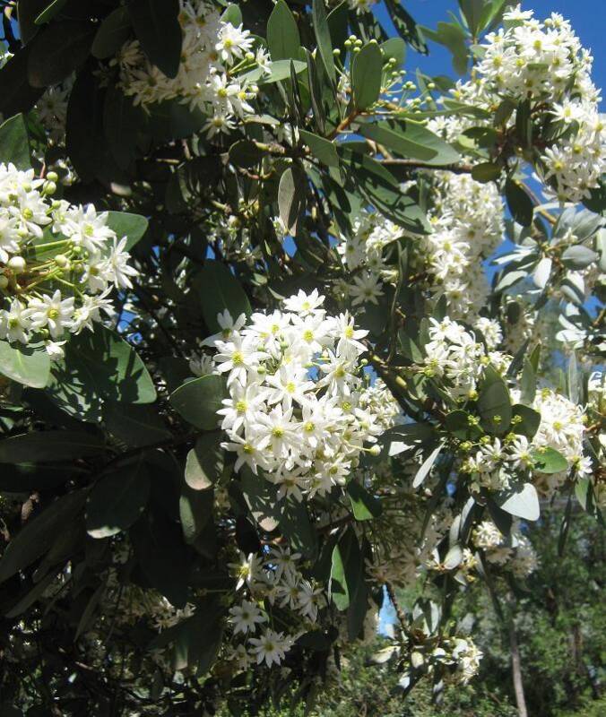 Уинтърова кора (Winter's Bark)