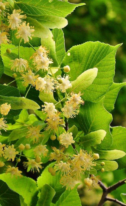 Липа (Linden)