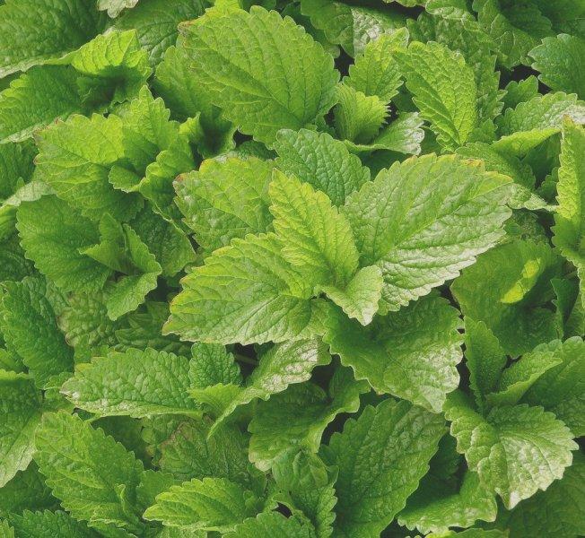 Маточина (Lemon Balm)