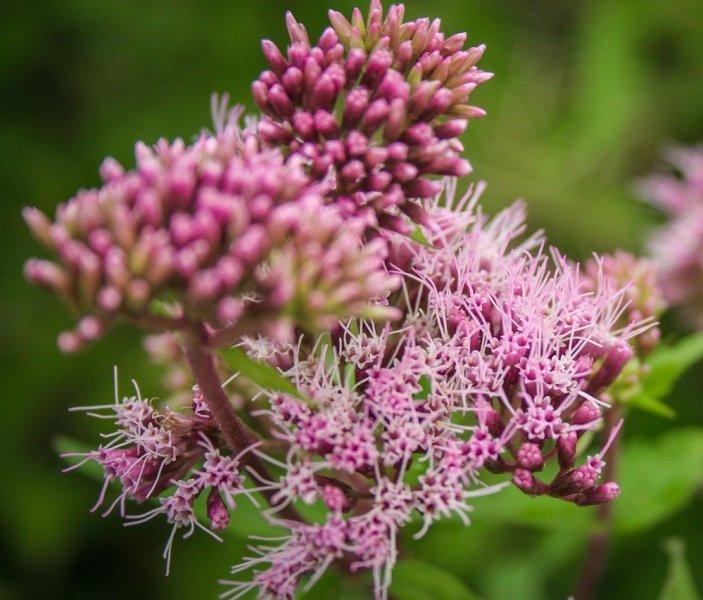 Риган (Oregano)