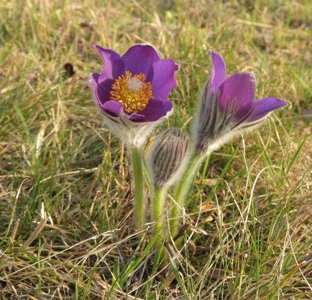 Съсънка (Pasque Flower)