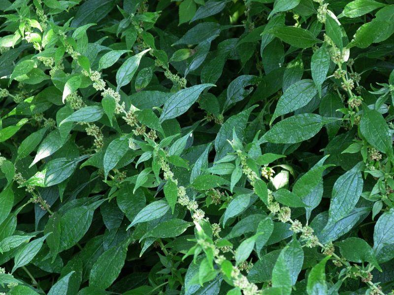 Разваленка лечебна (Pellitory-of-the-Wall)