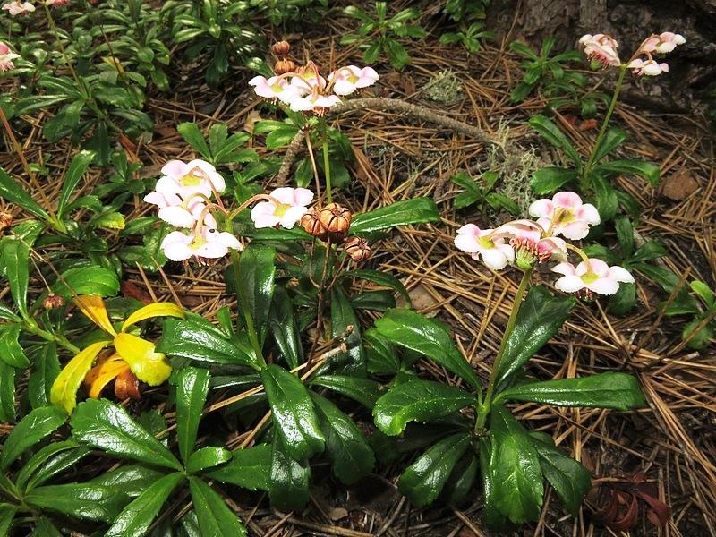 Зимолюбка, химафила (Pipsissewa)
