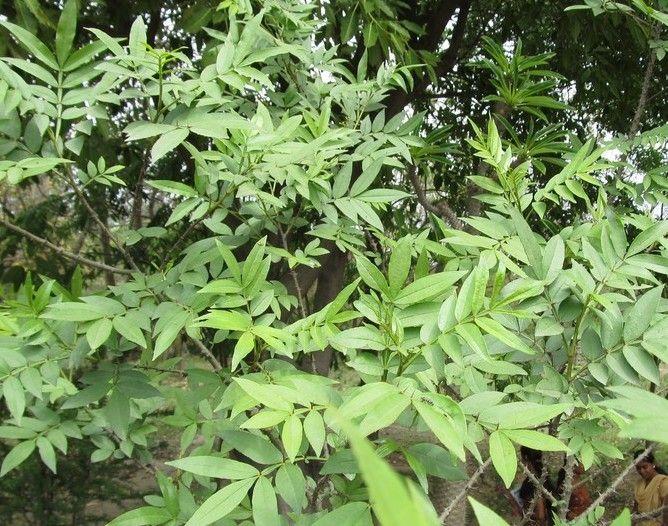 Американски зантоксилум (Prickly Ash)