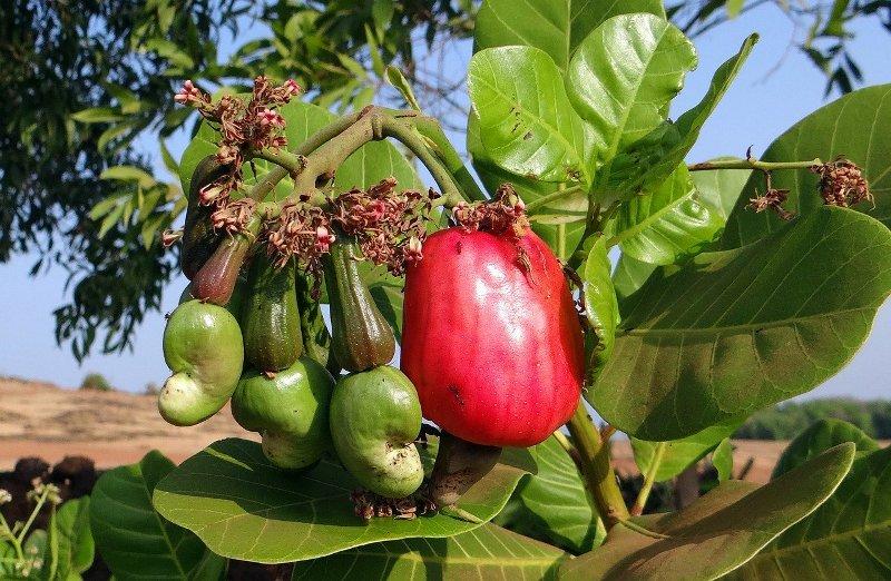 Кашу (Cashew)