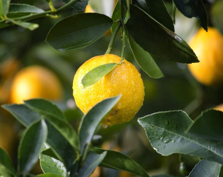 Лимони