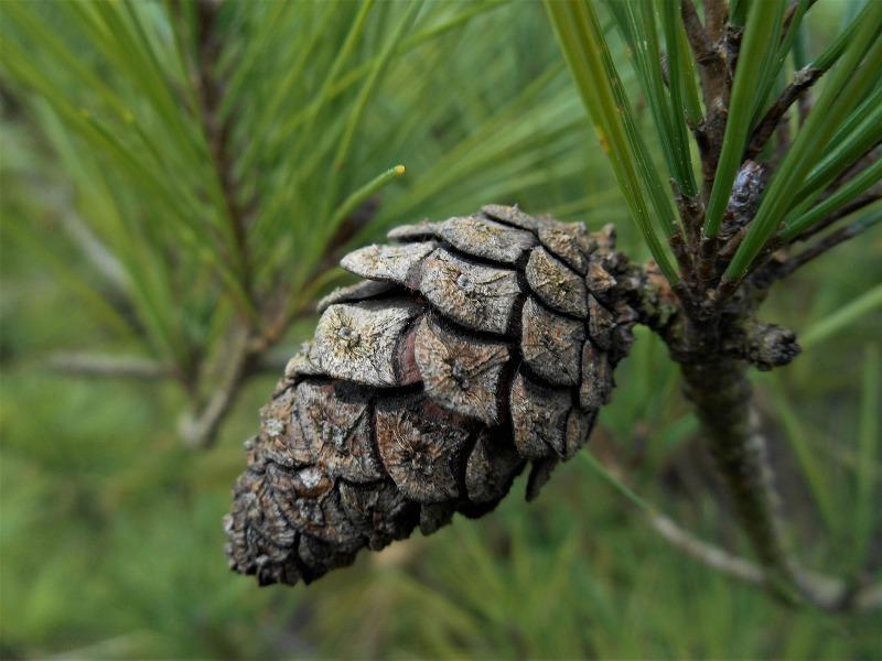 pine
