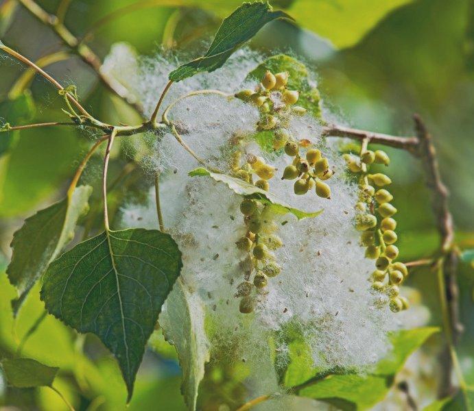 Топола (Poplar)