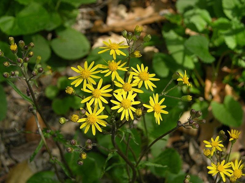 Спореж (Ragwort)