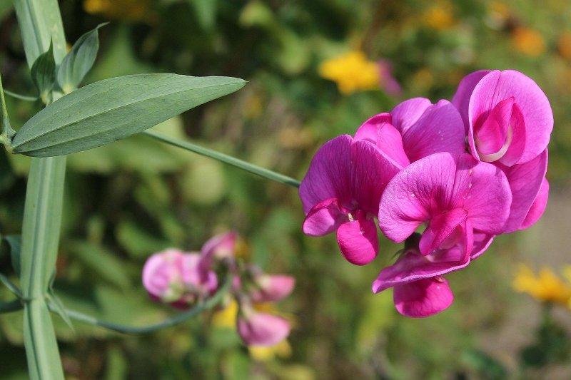 Бурчак, горчив фий (Bitter vetch)