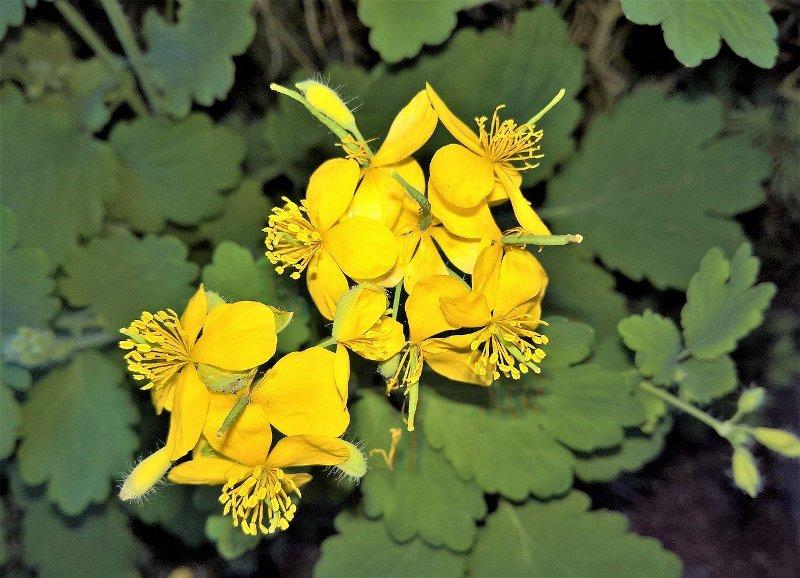 Жълтениче, змийско мляко (Celandine)