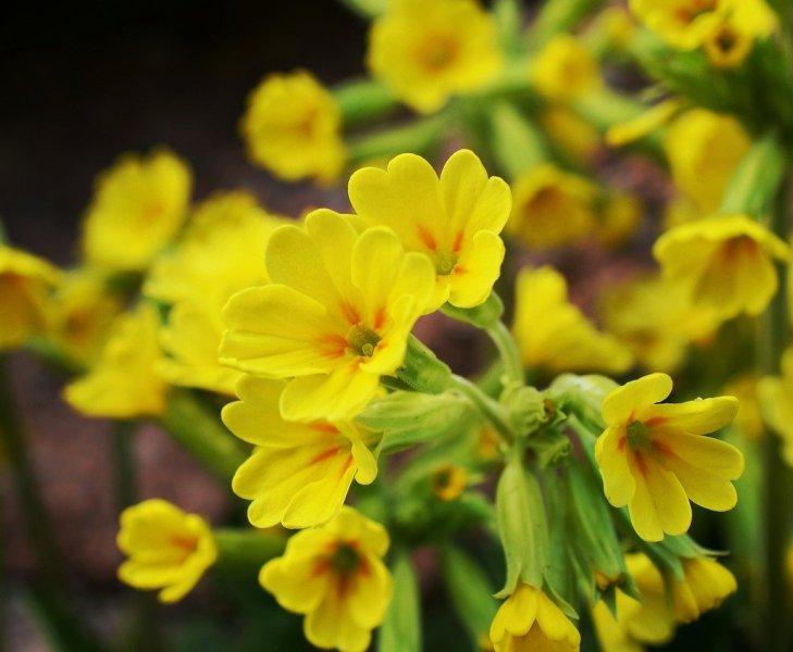 Иглика (Cowslip)
