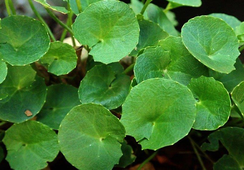 Готу Кола, Азиатска центела (Gotu Kola)