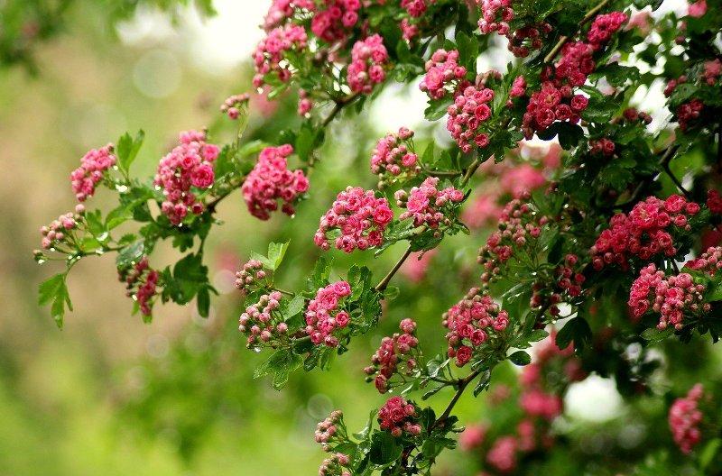 Глог (Hawthorn)