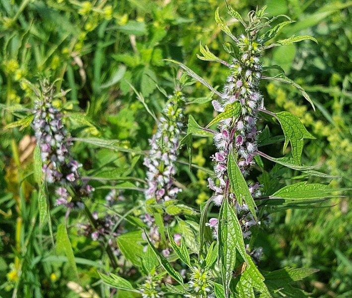 Дяволска уста (Motherwort)