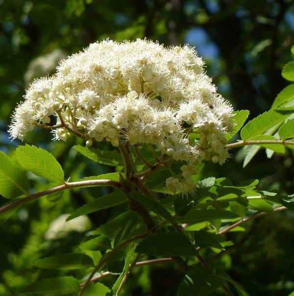 Офика (Mountain Ash)
