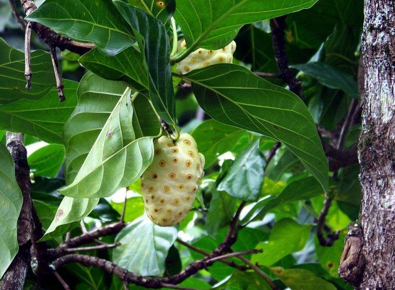 Нони (Noni)
