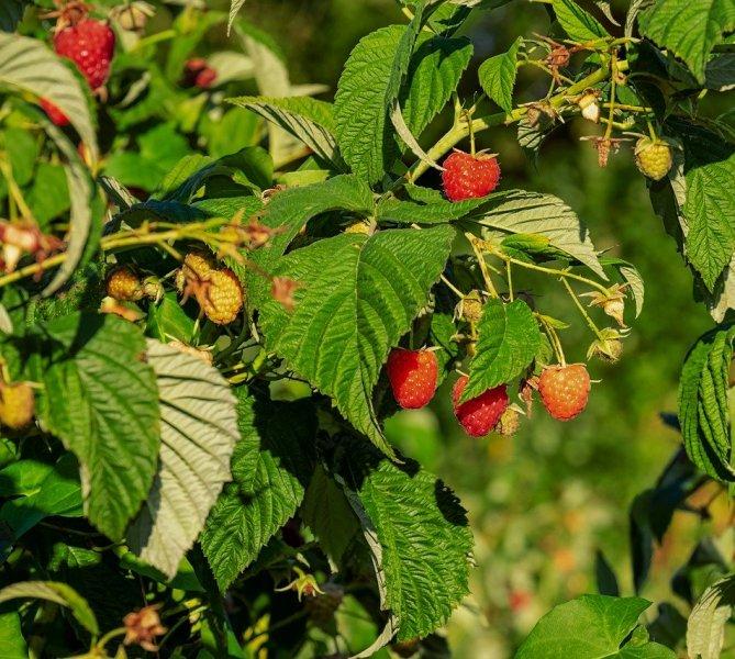 Малина (Raspberry)