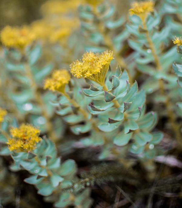 Родиола, златен корен (Rhodiola)