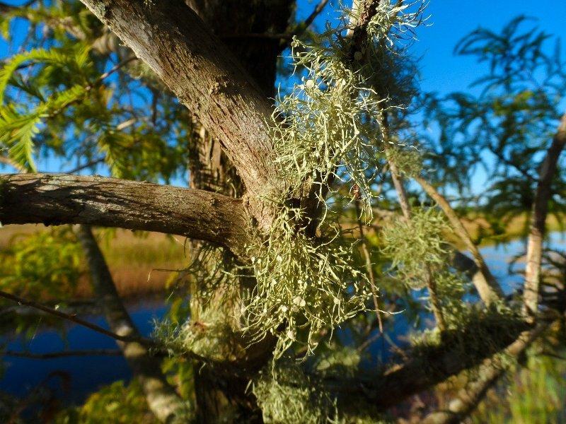 Брадат лишей (Usnea)